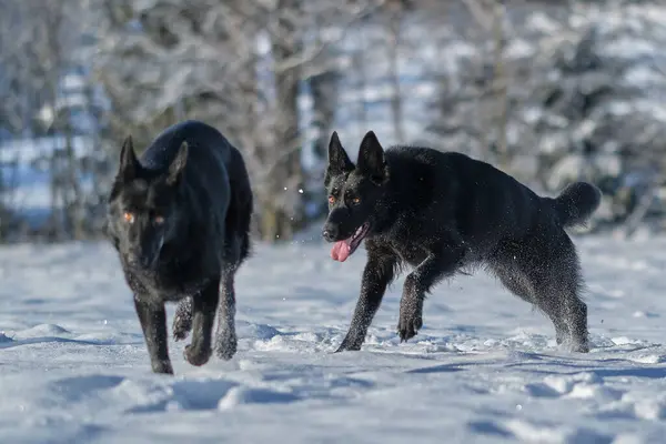two black German Shepherd she-dogs play on a snowy meadow on a sunny day in Bredebolet in Skaraborg in Sweden in winter in February on a sunny day