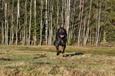 Güneşli bir günde İsveç kırsalında çayırda koşan güzel bir Alman çoban köpeği.