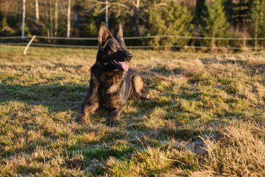 Güneşli bir günde İsveç kırsalındaki bir çayırda yaşayan güzel gri Alman çoban köpeği.