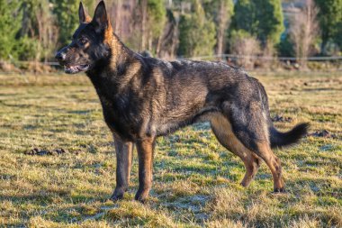 Güneşli bir günde İsveç kırsalındaki bir çayırda yaşayan güzel gri Alman çoban köpeği.