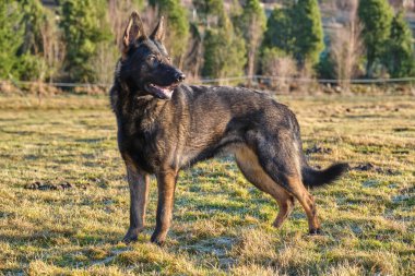 Güneşli bir günde İsveç kırsalındaki bir çayırda yaşayan güzel gri Alman çoban köpeği.
