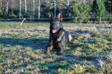 Güneşli bir günde İsveç kırsalındaki bir çayırda yaşayan güzel gri Alman çoban köpeği.