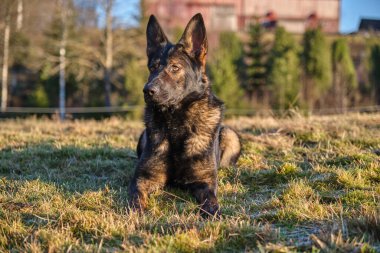 Güneşli bir günde İsveç kırsalındaki bir çayırda yaşayan güzel gri Alman çoban köpeği.