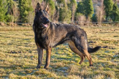 Güneşli bir günde İsveç kırsalındaki bir çayırda yaşayan güzel gri Alman çoban köpeği.