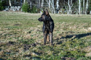 Güneşli bir günde İsveç kırsalındaki bir çayırda yaşayan güzel gri Alman çoban köpeği.