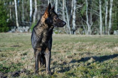 Güneşli bir günde İsveç kırsalındaki bir çayırda yaşayan güzel gri Alman çoban köpeği.