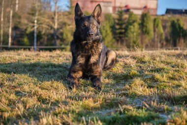 Güneşli bir günde İsveç kırsalındaki bir çayırda yaşayan güzel gri Alman çoban köpeği.