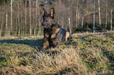 Güneşli bir günde İsveç kırsalındaki bir çayırda yaşayan güzel gri Alman çoban köpeği.
