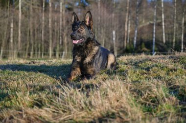 Güneşli bir günde İsveç kırsalındaki bir çayırda yaşayan güzel gri Alman çoban köpeği.