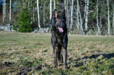 Güneşli bir günde İsveç kırsalındaki bir çayırda yaşayan güzel gri Alman çoban köpeği.