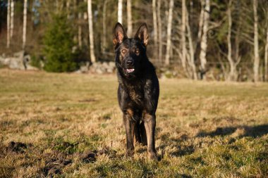 Güneşli bir günde İsveç kırsalındaki bir çayırda yaşayan güzel gri Alman çoban köpeği.