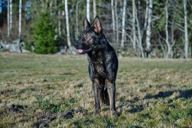 Güneşli bir günde İsveç kırsalındaki bir çayırda yaşayan güzel gri Alman çoban köpeği.