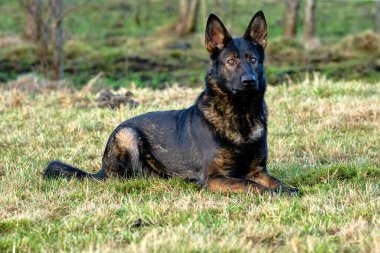 Güneşli bir günde İsveç kırsalındaki bir çayırda yaşayan güzel gri Alman çoban köpeği.