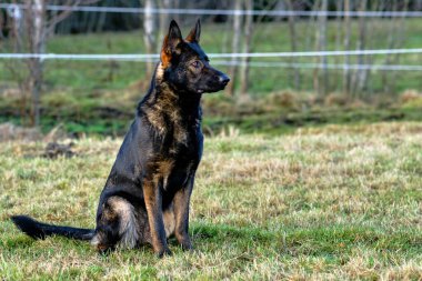 Güneşli bir günde İsveç kırsalındaki bir çayırda yaşayan güzel gri Alman çoban köpeği.