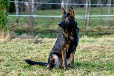 Güneşli bir günde İsveç kırsalındaki bir çayırda yaşayan güzel gri Alman çoban köpeği.