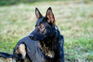 Güneşli bir günde İsveç kırsalındaki bir çayırda yaşayan güzel gri Alman çoban köpeği.