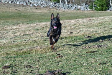 Güneşli bir günde İsveç kırsalında çayırda koşan güzel bir Alman çoban köpeği.