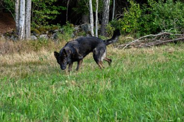 Güzel bir Alman çoban köpeği güneşli bir günde İsveç kırsalındaki bir çayırda kokluyor.
