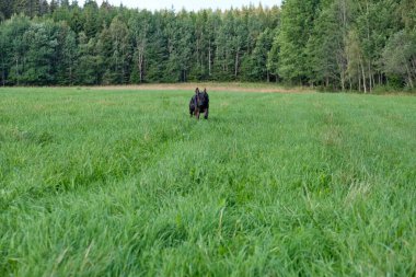Güzel bir Alman çoban köpeği güneşli bir günde İsveç kırsalındaki bir çayırda kokluyor.