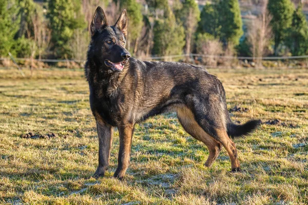 Güneşli bir günde İsveç kırsalındaki bir çayırda yaşayan güzel gri Alman çoban köpeği.