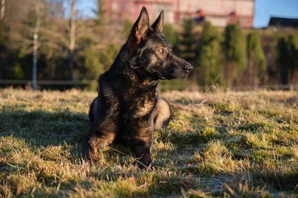 Güneşli bir günde İsveç kırsalındaki bir çayırda yaşayan güzel gri Alman çoban köpeği.