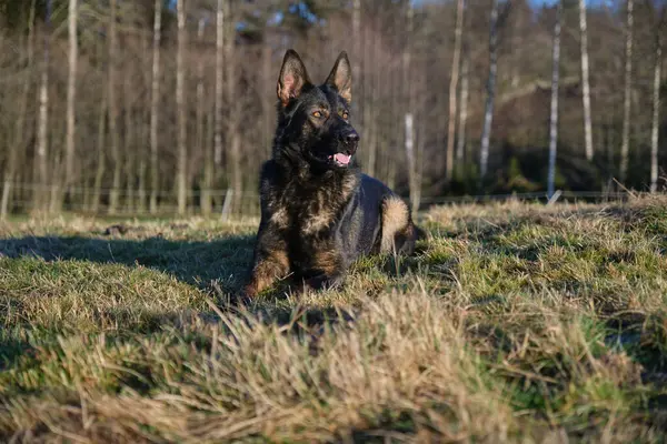 Güneşli bir günde İsveç kırsalındaki bir çayırda yaşayan güzel gri Alman çoban köpeği.