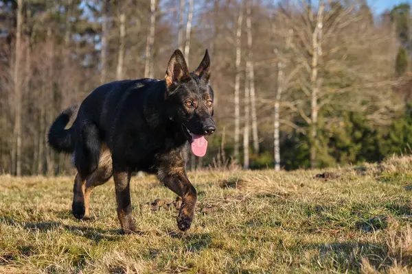 Güneşli bir günde İsveç kırsalında çayırda koşan güzel bir Alman çoban köpeği.