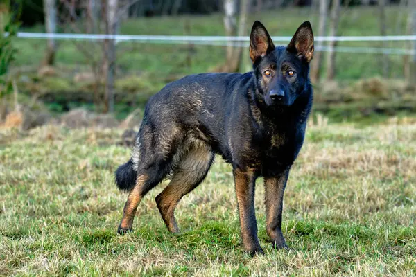 Güneşli bir günde İsveç kırsalındaki bir çayırda yaşayan güzel gri Alman çoban köpeği.