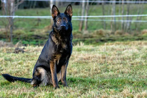Güneşli bir günde İsveç kırsalındaki bir çayırda yaşayan güzel gri Alman çoban köpeği.