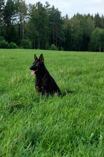 Güzel gri bir Alman çoban köpeği güneşli bir günde İsveç kırsalında bir çayırda oturuyor.