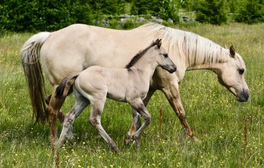 Skaraborg İsveç 'teki bir çayırda güneşli bir günde güzel bir Çeyrek At tayı.