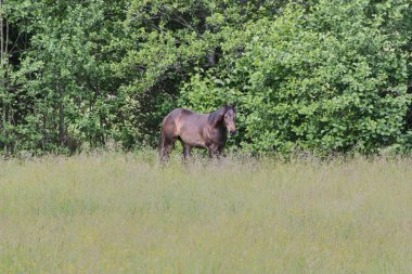 Yazın Skaraborg İsveç 'te çayırdaki güzel Amerikan Mahallesi kısrağı.