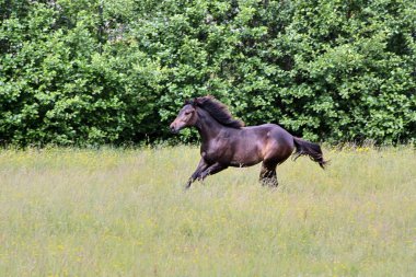 Yazın Skaraborg İsveç 'te çayırdaki güzel Amerikan Mahallesi kısrağı.