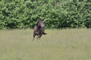 Yazın Skaraborg İsveç 'te çayırdaki güzel Amerikan Mahallesi kısrağı.