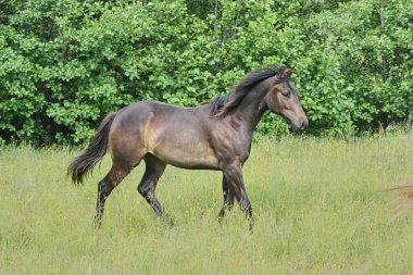 Yazın Skaraborg İsveç 'te çayırdaki güzel Amerikan Mahallesi kısrağı.