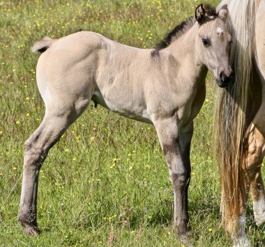 Skaraborg İsveç 'teki bir çayırda güneşli bir günde güzel bir Çeyrek At tayı.