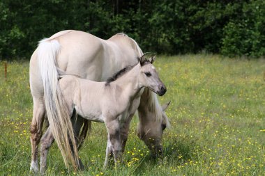 Skaraborg İsveç 'teki bir çayırda güneşli bir günde güzel bir Çeyrek At tayı.