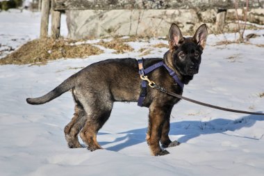 Güneşli bir günde, İsveç 'in Vestra Goetaland kentindeki Skaraborg' da Bredebolet 'te bir bahçede gri bir Alman çoban köpeği.
