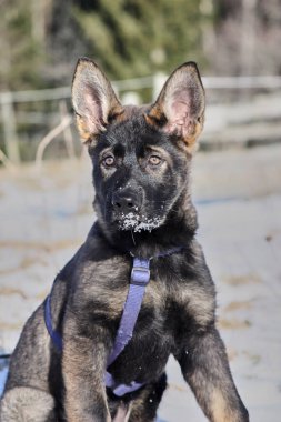 Güneşli bir günde, İsveç 'in Vestra Goetaland kentindeki Skaraborg' da Bredebolet 'te bir bahçede gri bir Alman çoban köpeği.