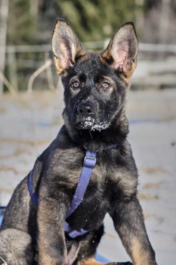 Güneşli bir günde, İsveç 'in Vestra Goetaland kentindeki Skaraborg' da Bredebolet 'te bir bahçede gri bir Alman çoban köpeği.