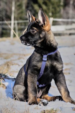 Güneşli bir günde, İsveç 'in Vestra Goetaland kentindeki Skaraborg' da Bredebolet 'te bir bahçede gri bir Alman çoban köpeği.