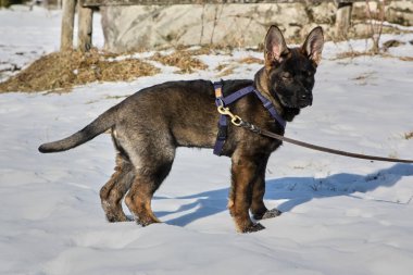 Güneşli bir günde, İsveç 'in Vestra Goetaland kentindeki Skaraborg' da Bredebolet 'te bir bahçede gri bir Alman çoban köpeği.