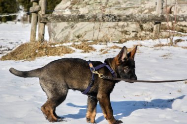 Güneşli bir günde, İsveç 'in Vestra Goetaland kentindeki Skaraborg' da Bredebolet 'te bir bahçede gri bir Alman çoban köpeği.
