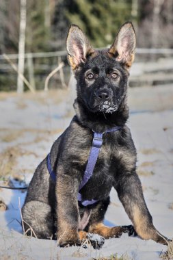 Güneşli bir günde, İsveç 'in Vestra Goetaland kentindeki Skaraborg' da Bredebolet 'te bir bahçede gri bir Alman çoban köpeği.