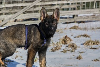 Güneşli bir günde, İsveç 'in Vestra Goetaland kentindeki Skaraborg' da Bredebolet 'te bir bahçede gri bir Alman çoban köpeği.