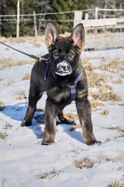 Güneşli bir günde, İsveç 'in Vestra Goetaland kentindeki Skaraborg' da Bredebolet 'te bir bahçede gri bir Alman çoban köpeği.