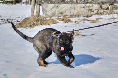 Güneşli bir günde, İsveç 'in Vestra Goetaland kentindeki Skaraborg' da Bredebolet 'te bir bahçede gri bir Alman çoban köpeği.