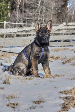 Güneşli bir günde, İsveç 'in Vestra Goetaland kentindeki Skaraborg' da Bredebolet 'te bir bahçede gri bir Alman çoban köpeği.