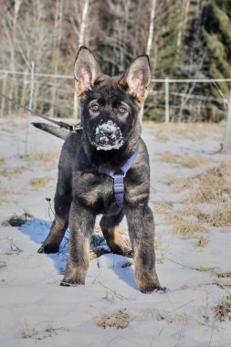 Güneşli bir günde, İsveç 'in Vestra Goetaland kentindeki Skaraborg' da Bredebolet 'te bir bahçede gri bir Alman çoban köpeği.