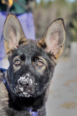 Güneşli bir günde, İsveç 'in Vestra Goetaland kentindeki Skaraborg' da Bredebolet 'te bir bahçede gri bir Alman çoban köpeği.